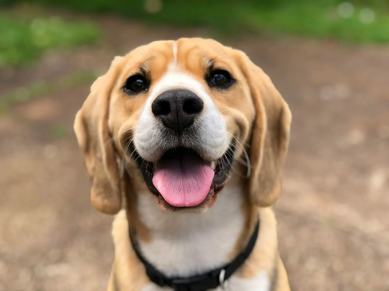 Beagle looking up with a relaxed, happy expression