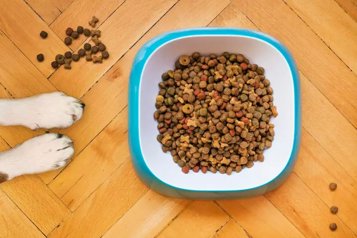 Dog waiting beside a bowl of food