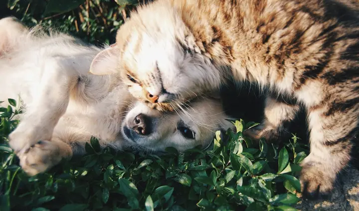 Two dogs sitting together outdoors