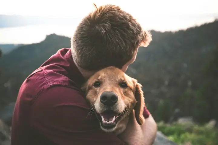 Golden retriever looking back over its shoulder