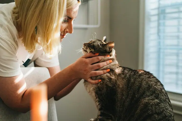 Veterinarian examining a dog on a clinic table