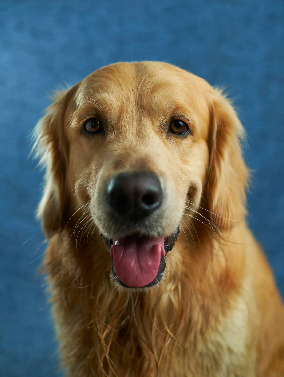 Golden retriever holding a flower