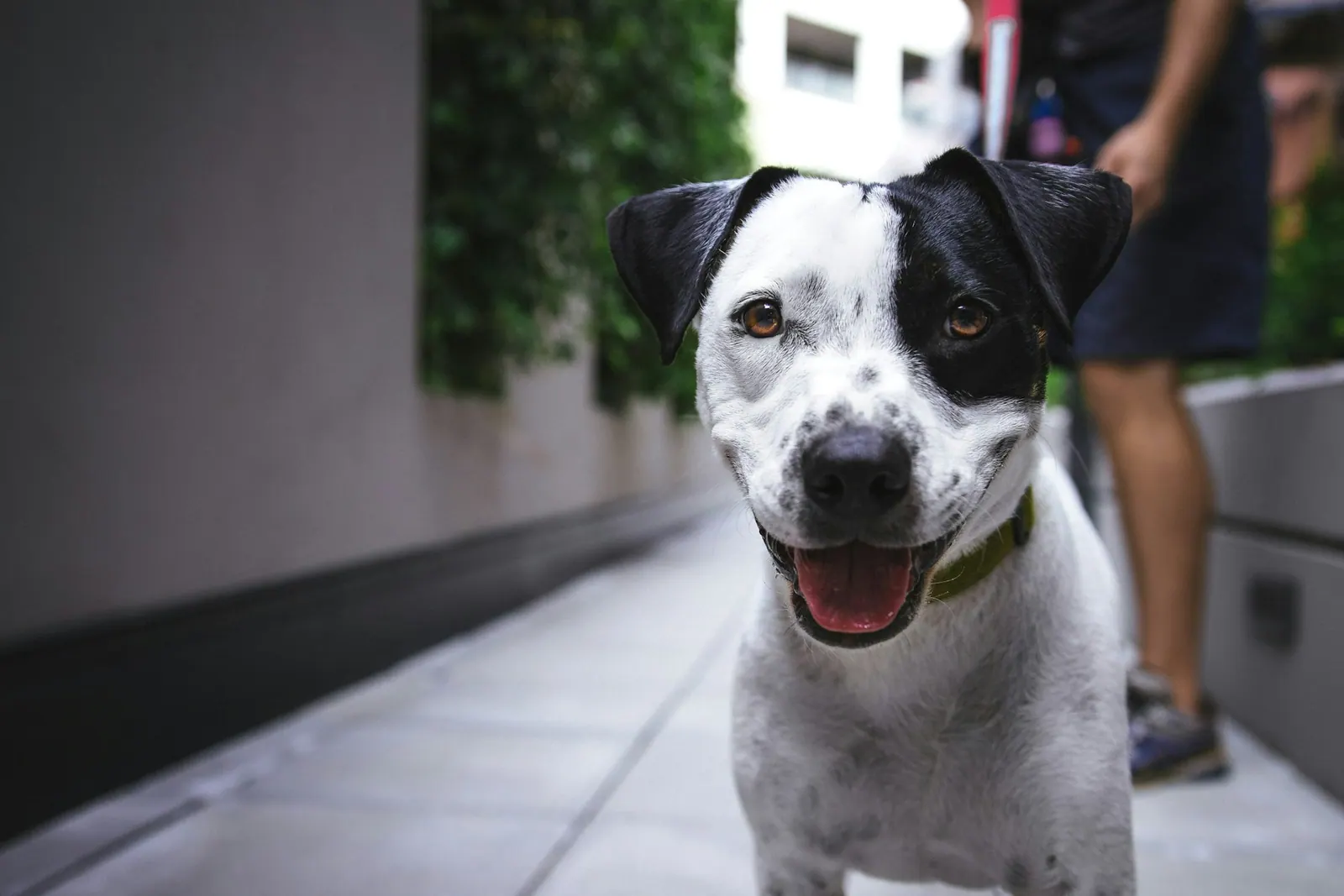 Dog sitting on a quiet city street