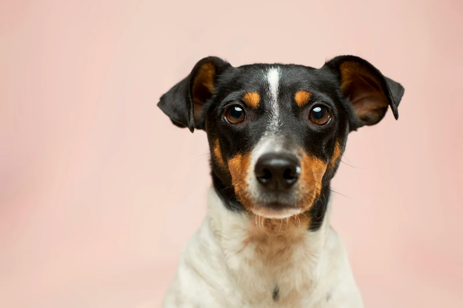 Small terrier against a soft pink background